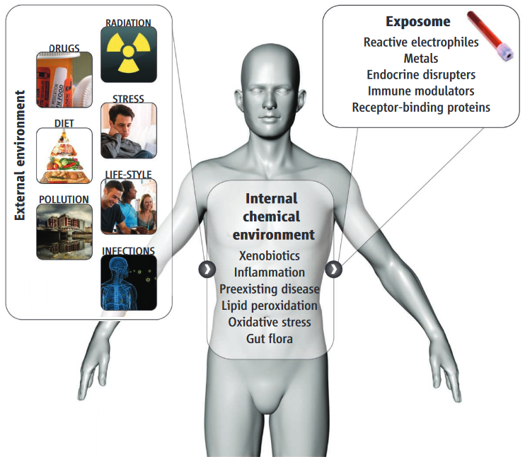 Exposome man image